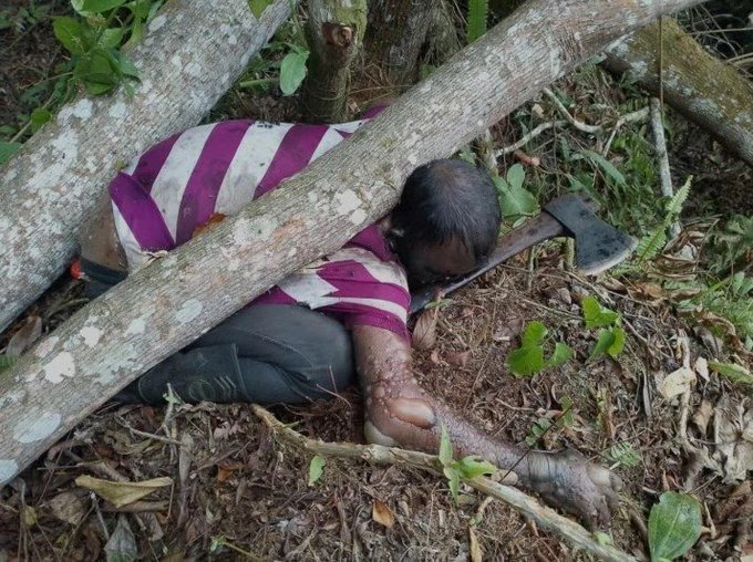 Mientras cortaba un árbol muere agricultor en Mérida La Otra Versión